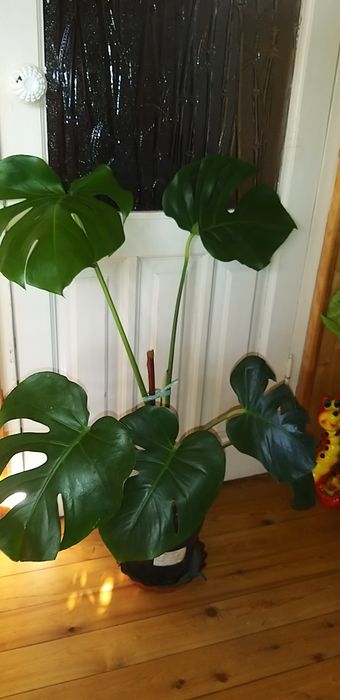 Продам комнатные цветы