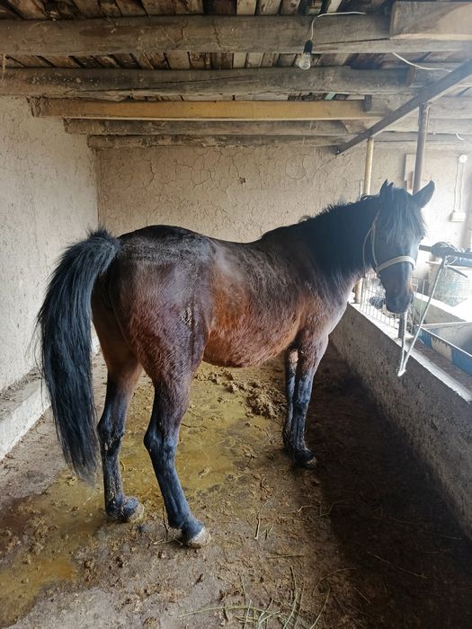 Буғоз бия сотилади