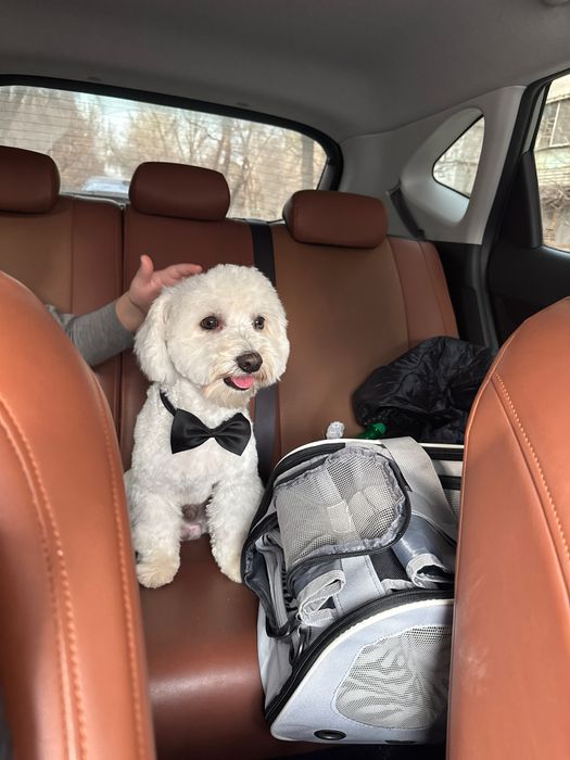 Потерялась собака