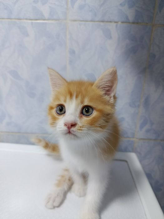 Продается кошечка девочка