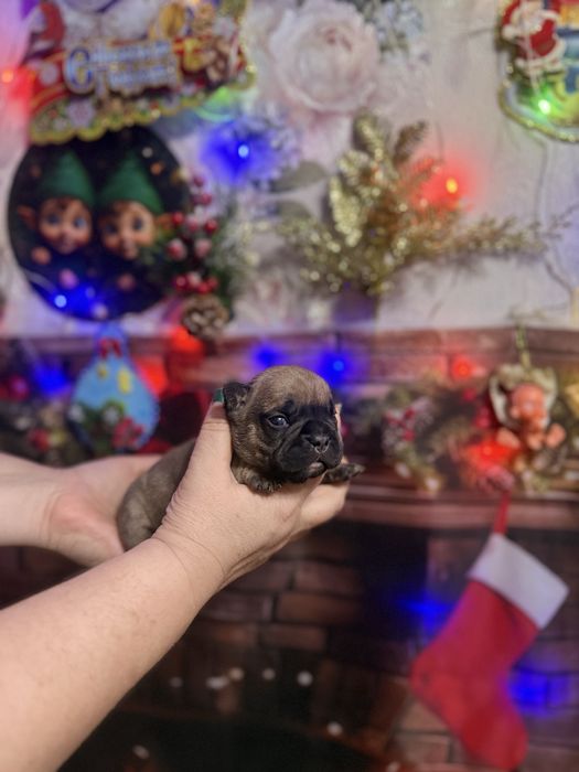 Шикарные девочки французкого бульдого