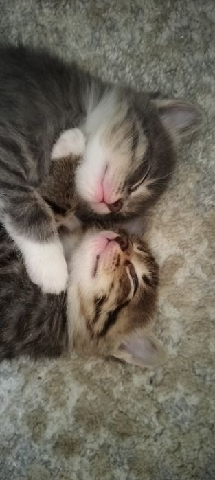 Отдам 2 котят бесплатно