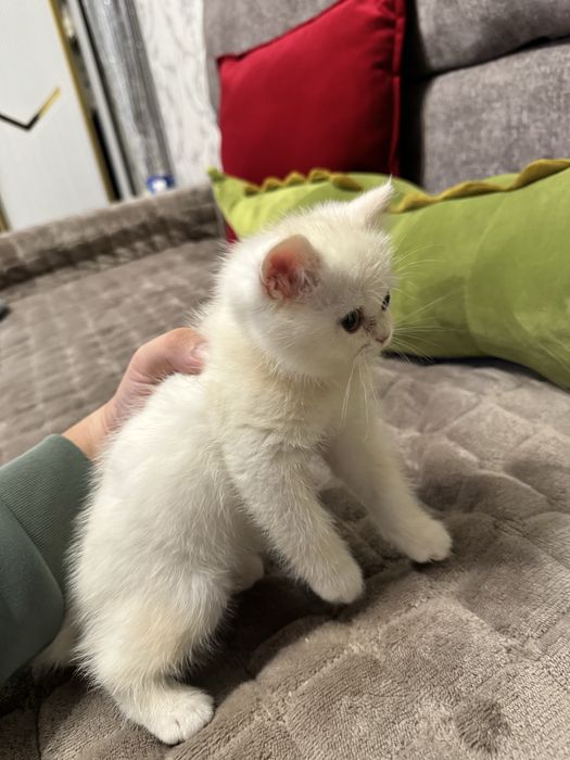 Shinshila serebristiy svetliy