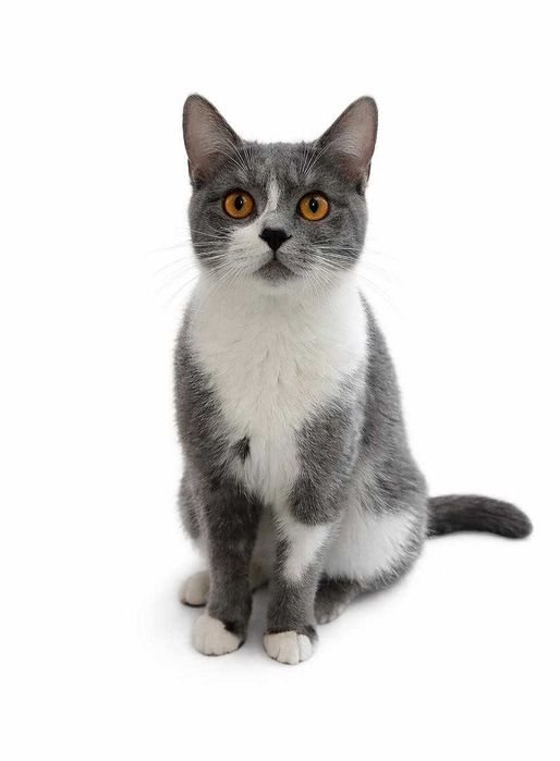 Ласковый котик ищет дом