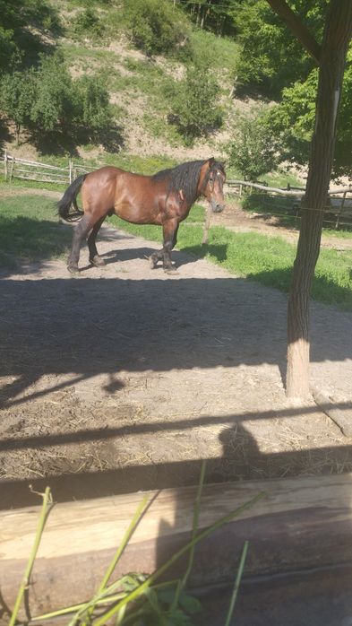 Armăsar și iapă, de vânzare . Pt mai multe detalii, la telefon 0733812739