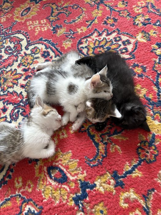 Отдам котят в добрые руки