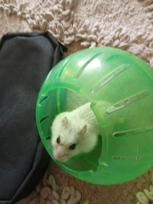 Отдам бесплатно хомяков