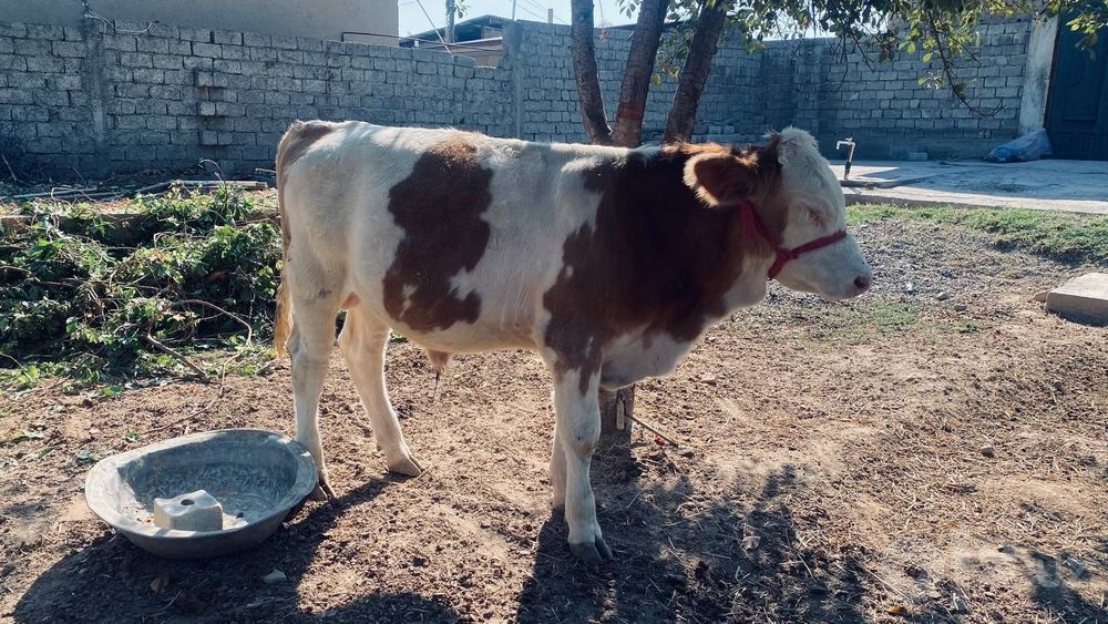 Buqacha sotiladi