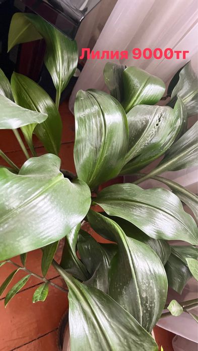 Продам комнатные цветы