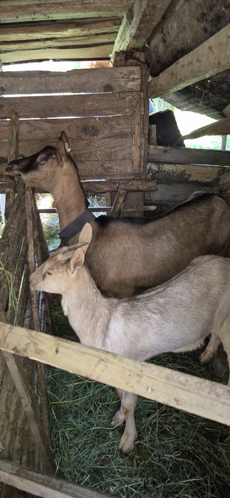 Vând 2 capre și doua oi
