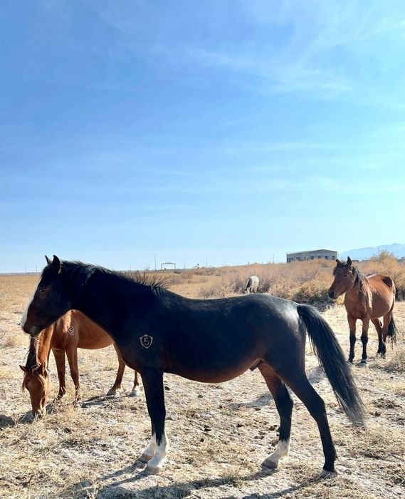 Тавро таңба клеймо