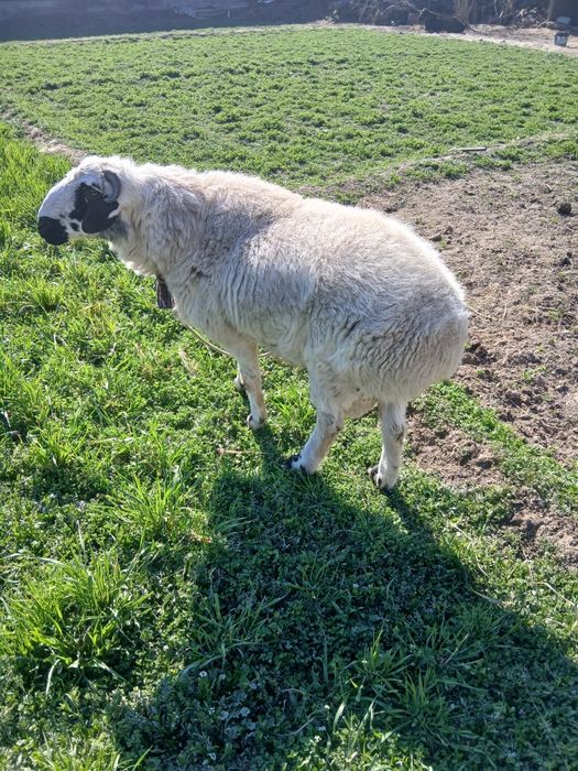 Soĝlom qòchqor sotiladi