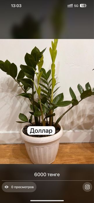 Комнатные растения хочу продать ………………………………………………………………………………………………..