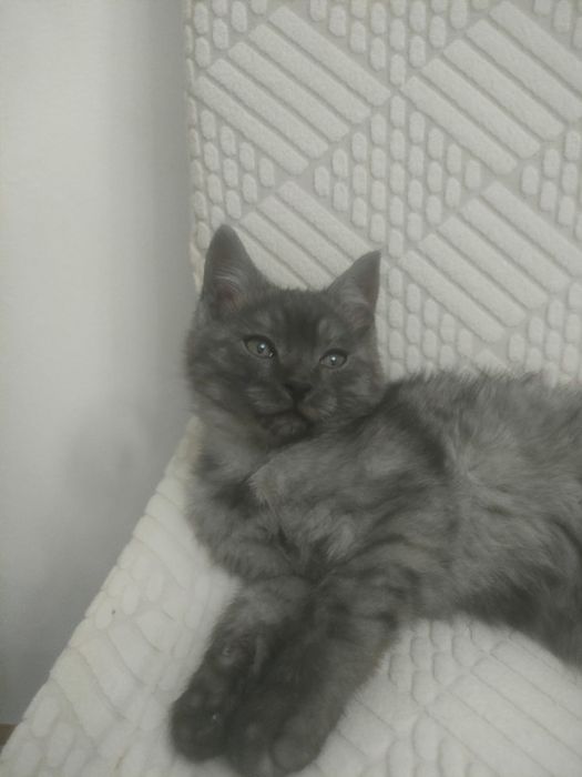 Отдам бесплатно котят