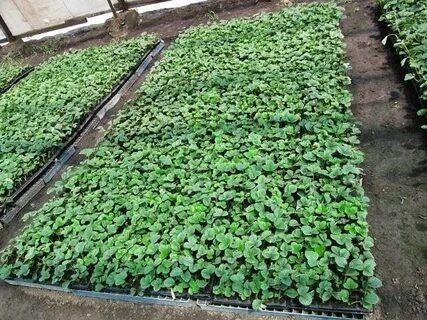 Рассада Клубники Оптом Касеты