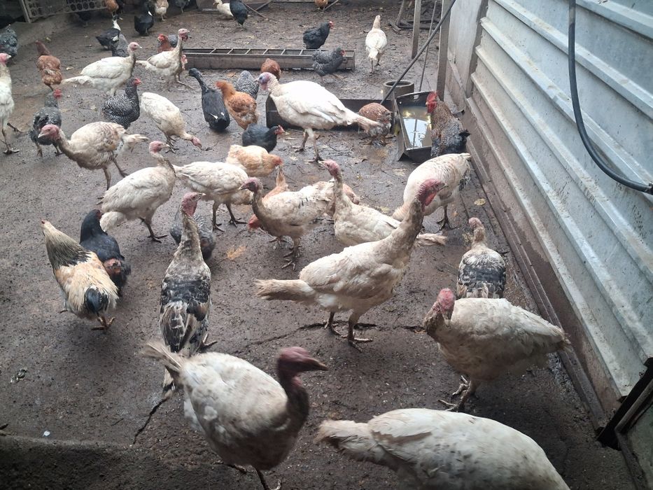 Продавам пуйки .