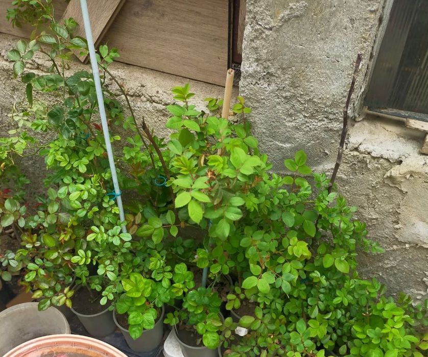 Trandafiri in ghiveci