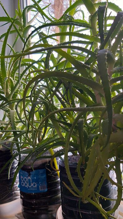 Распродажа, продам алоэ 3 летний