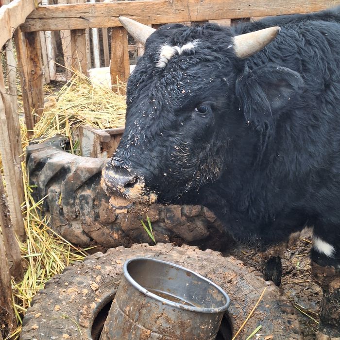 Бұқа  ..Сатылады.