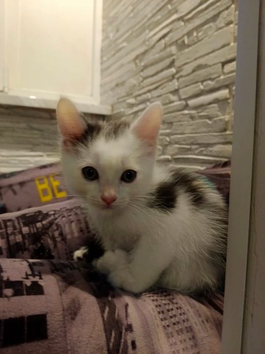 Отдам котят БЕСПЛАТНО