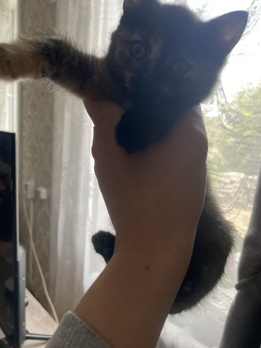 Отдам котенка девочку