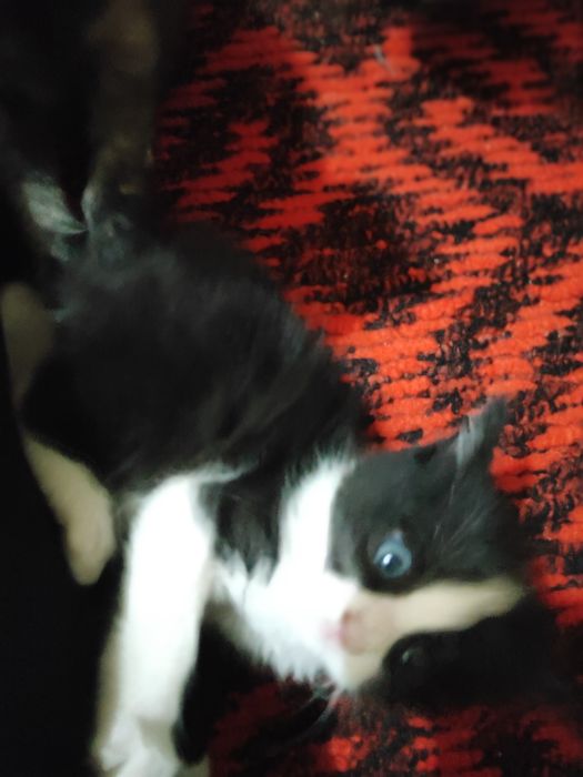 Mushukchalar sotiladi shoshiling