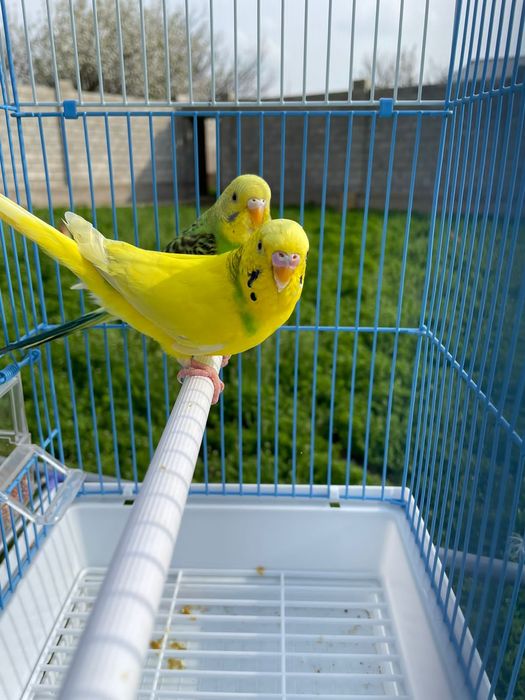 Попугай комплект с клеткой