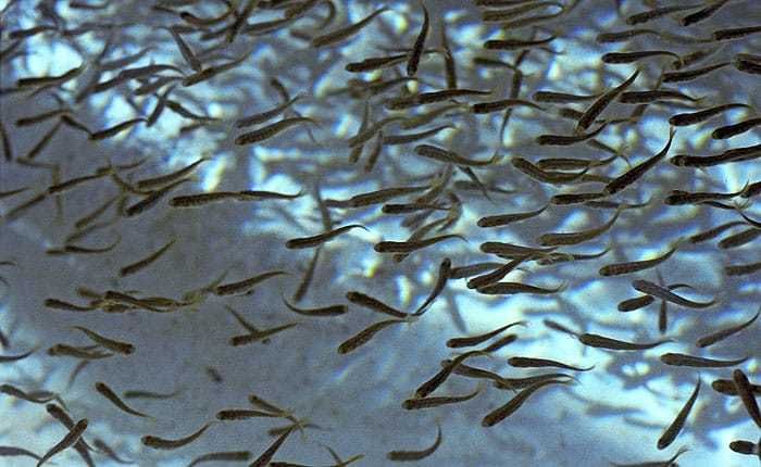 Малек форели, форель, мальки