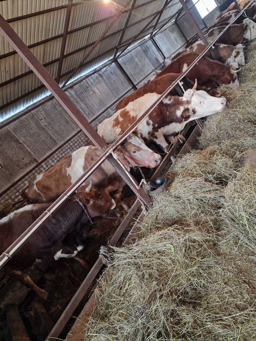 Vaci de vanzare baltate romanesti!