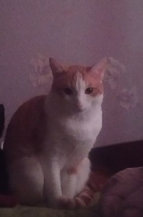 Ищем любящих хозяев для молодого кота! Отдадим только ответственным!!!