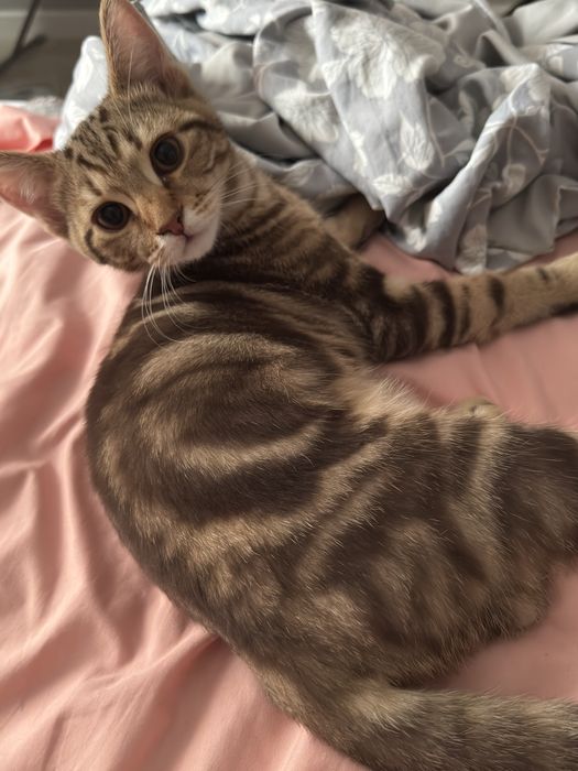 Продам котенка бенгала