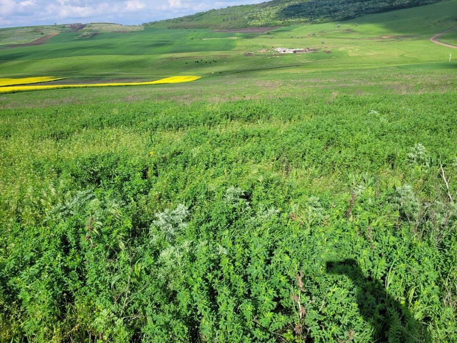 Vând 3 hectare jumate de lucerna