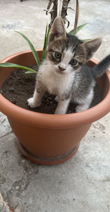 2 pui jucausi cauta familii iubitoare