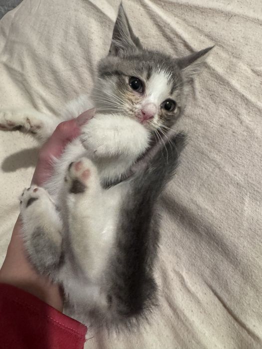 Pisici spre adoptie