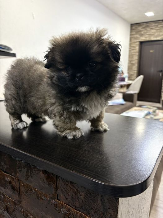 Мъжко пекинезче родено 3.12.2025