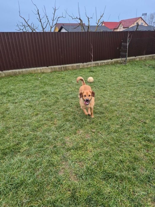 Donez spre adoptie catelusa  Labrador