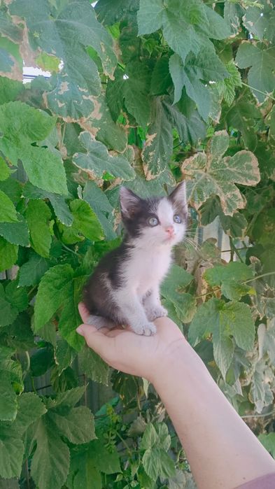 Бесплатно отдам котенка