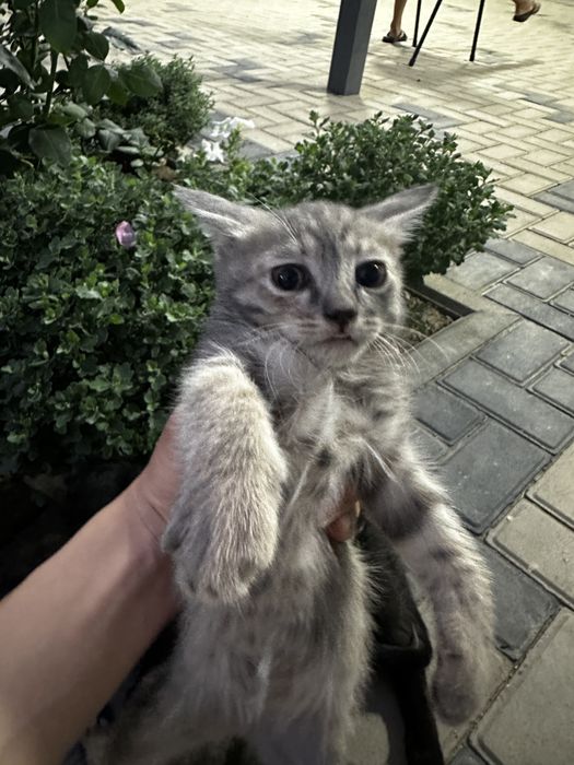 Отдам даром котят.