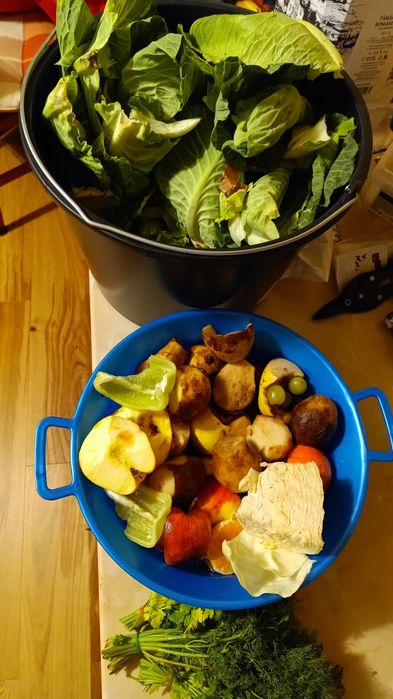 Hrana reptile blaptica dubia