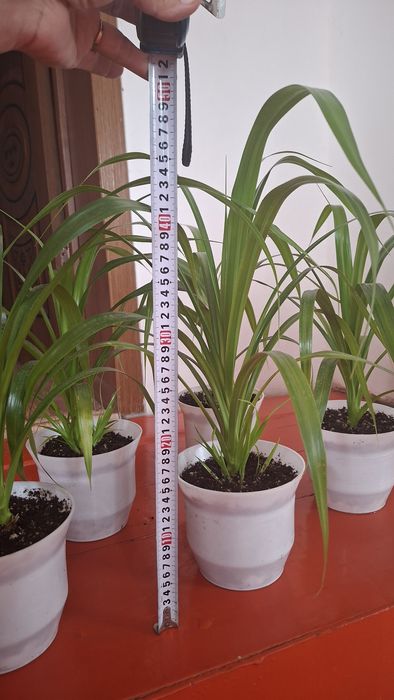 Панденус гүл і 3 500 т