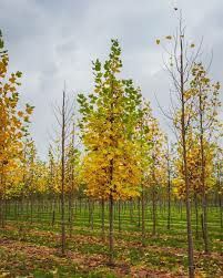 Lola daraxti ko'chati (Тюльпанное дерево)