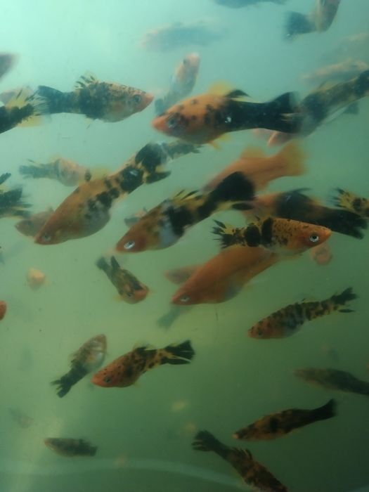 Продам меченосцев