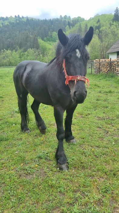 Iapă neagră de vânzare
