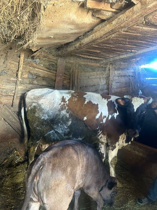 Vaca de rasa, bună de lapte cu vitea