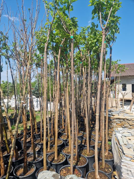 Catalpa  globular copaci ornamentali
