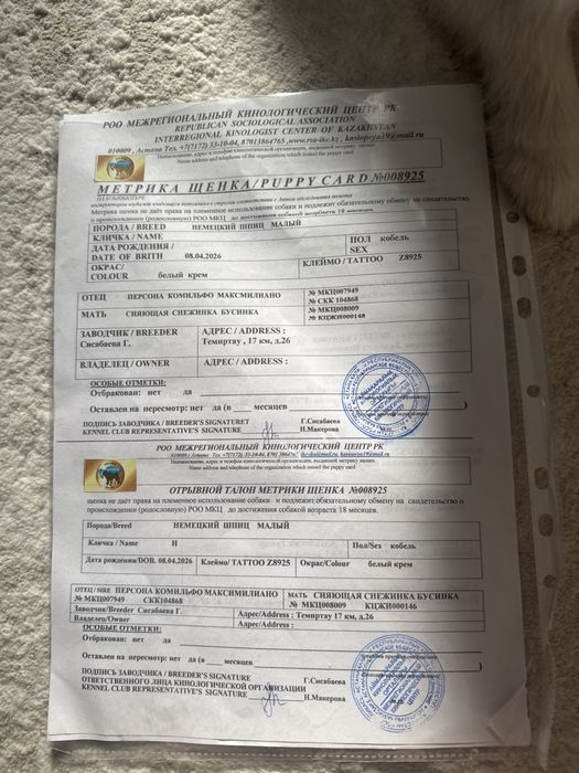 Щпиц мини кобель