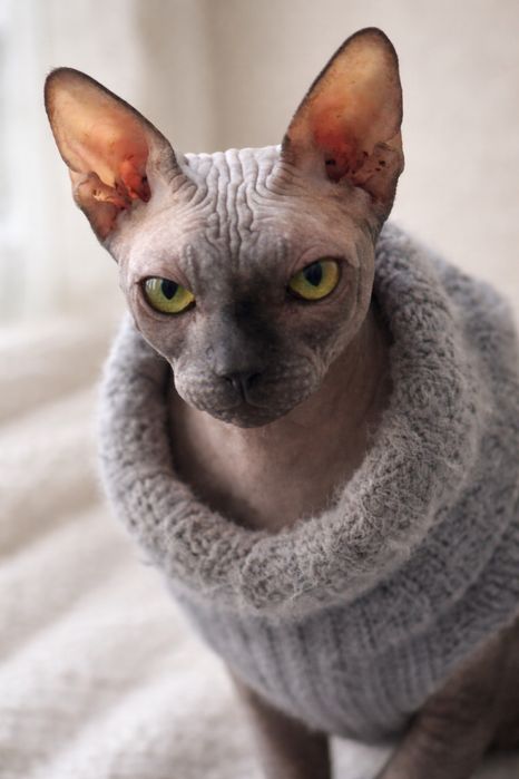 Отдам кота сфинкса
