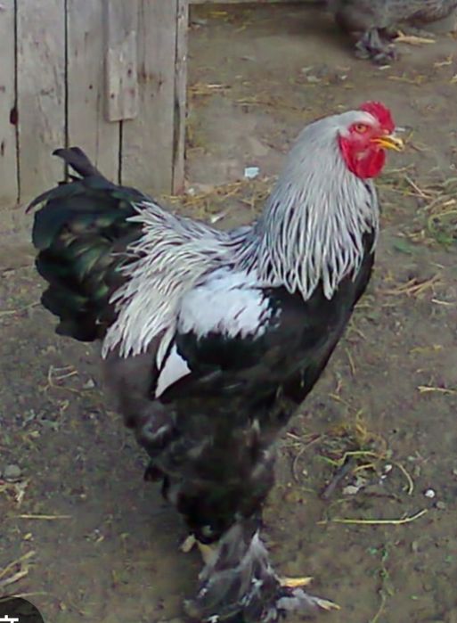 Продам Петух брама