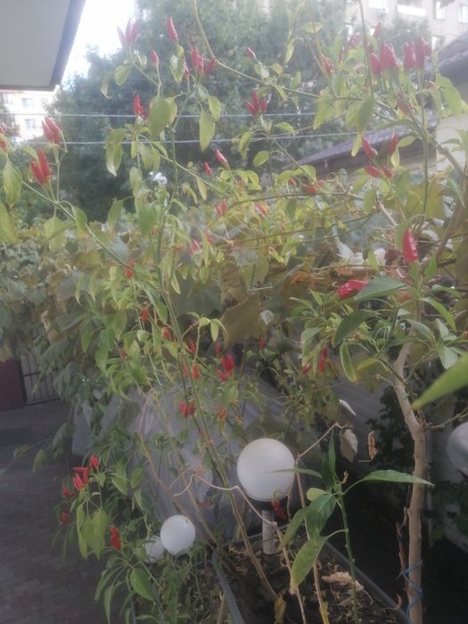 Ardei iute chilli în jardiniera