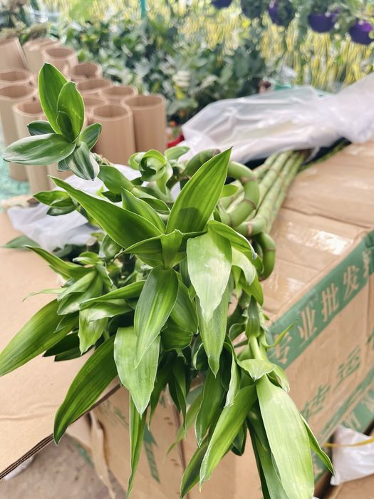 Бамбук Dracena Sanderiana Китай